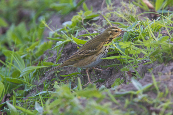 Olive-backed Pipit 7 - Watermill