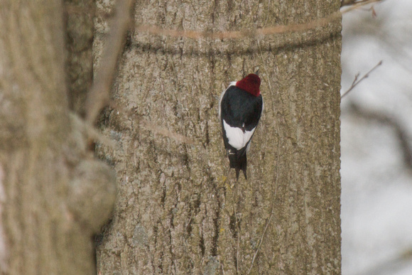 Red-headed Woodpecker - Rondeau