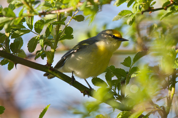 Brewsters Warbler 2- Long Point