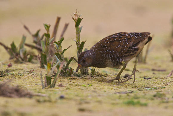 Spotted Crake 7 - Abbey Pool
