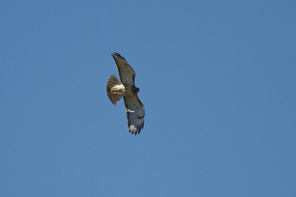 Red-tailed Hawk - Long Point