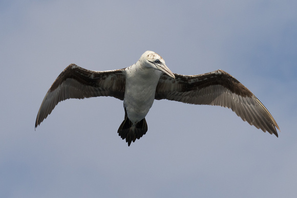 Gannet 25 - Scilly Pelagic Aug 15