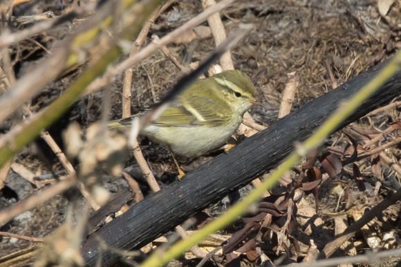 Yellow-browed Warbler 4 - Bryher Oct 2015