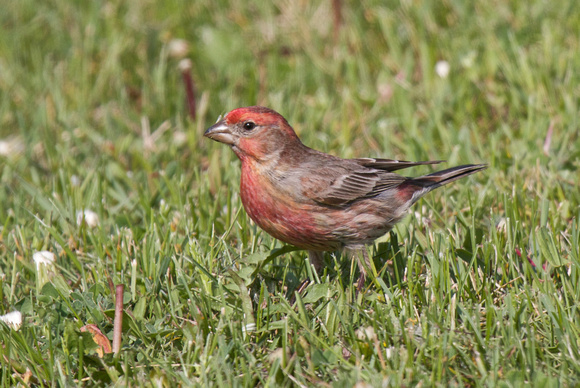 House Finch 2 - Long Point