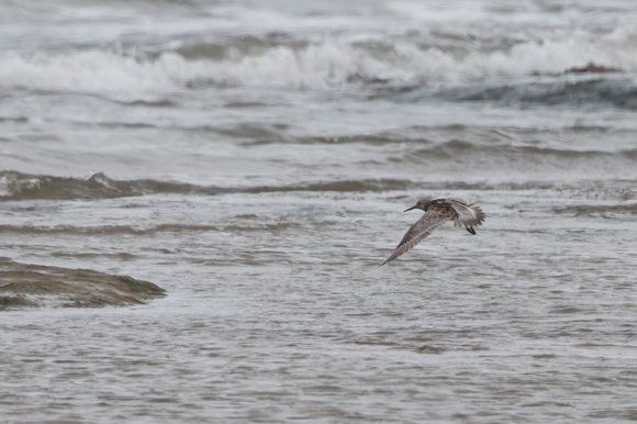 Great Knot 4 - Titchwell 170616