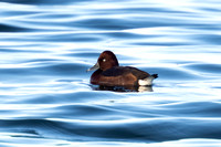 Ferruginous Duck - Draycote - 211124