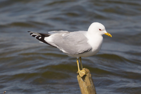 Common Gull 3 - Dungeness Apr14