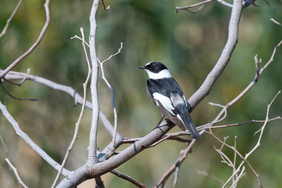 Collared Flycatcher - Cyprus - Apr24