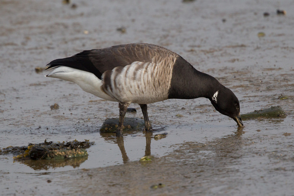 Pale-belled Brent 5 - Anglesey March14