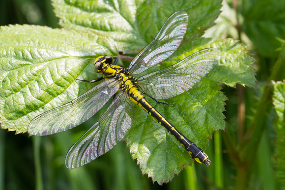 Club-tailed Dragonfly 2 - Finedon 180514