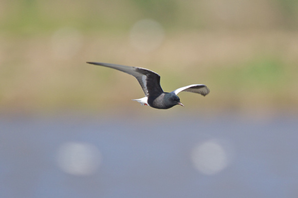 White-winged black Tern 2 - Minsmere