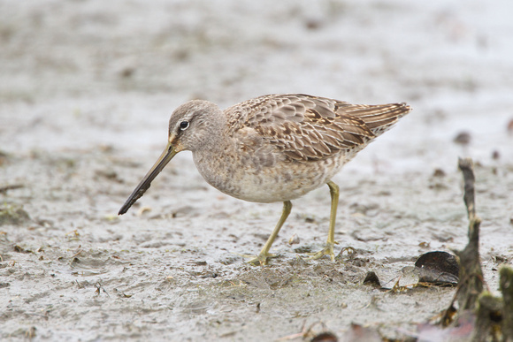 Long-billed Dowitcher 5 - Poole - 5th February 2011
