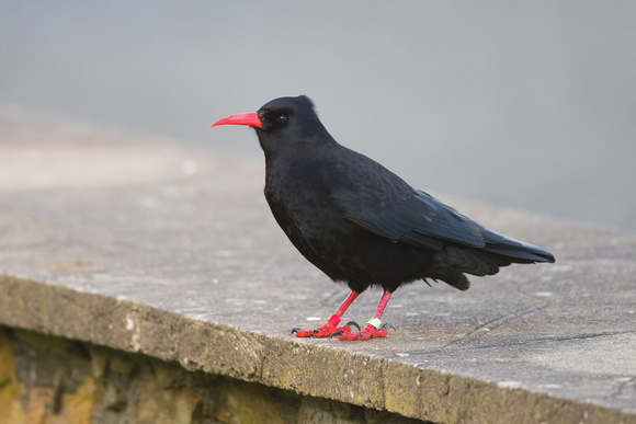 Chough 2 - South Stack - 010118
