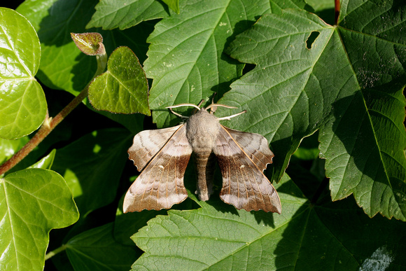 Poplar hawk-moth (2006) - Garden