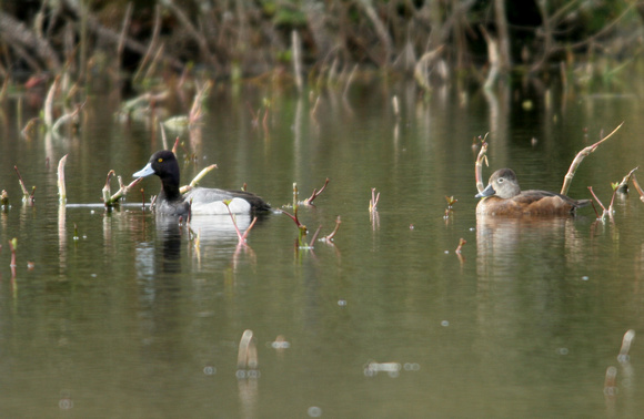 Lesser Scaup & Ring-Necked Duck - College Lake