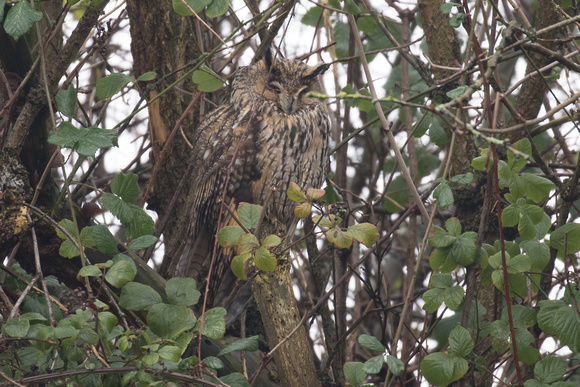 Long-eared Owl 2 - Burton Marsh 170116