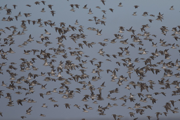 Waders - Wirral 141115