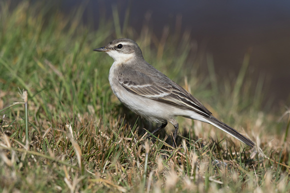 Eastern Yellow Wagtail 7 - Scilly 131016