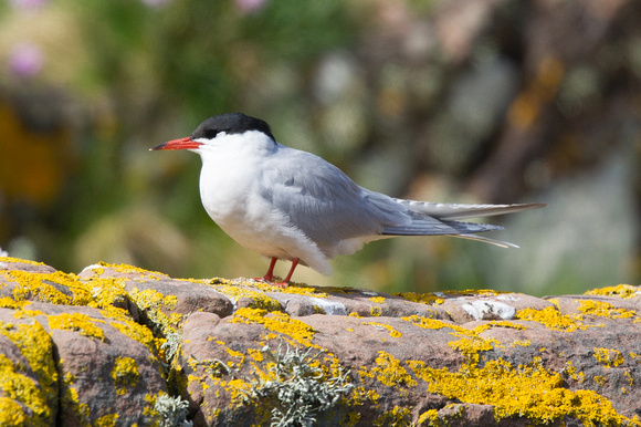 Common Tern 5 - Gairloch May14