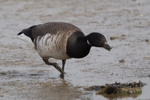 Pale-belled Brent 8 - Anglesey March14