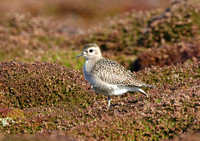 Am Golden Plover (4) - St Marys2O6Y2696