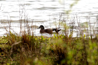 American Wigeon (2)- Rother valley