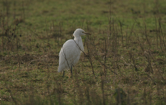 Cattle Egret (2) - Warblington