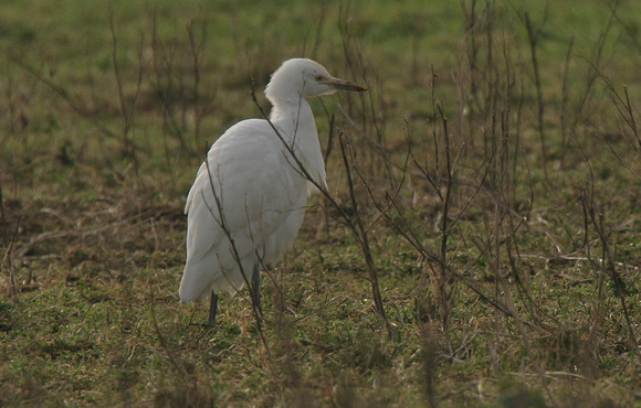 Cattle Egret (large) - Warblington