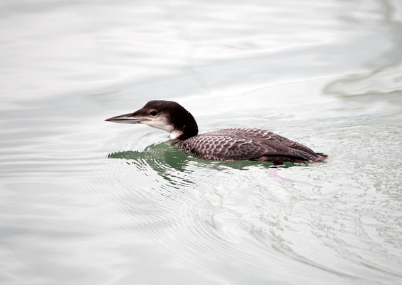 Great Northern Diver - Newlyn