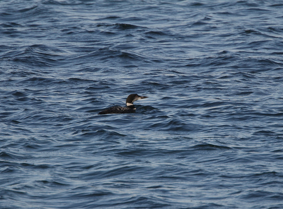 Great Northern Diver - St Marys