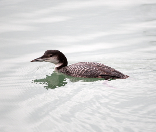 Great Northern Diver (2)- Newlyn