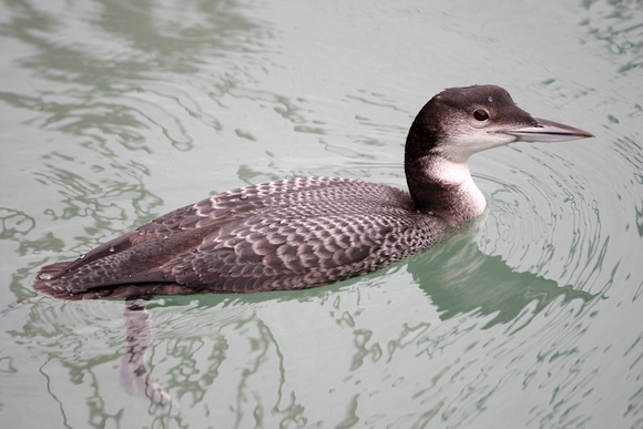 Great Northern Diver (3)- Newlyn