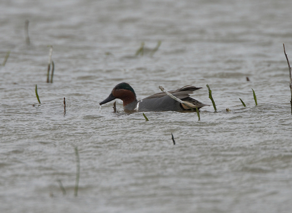 Green-winged Teal - Titchwell