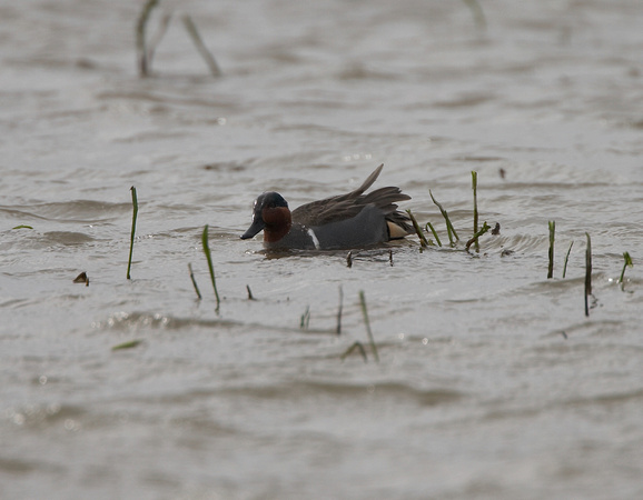 Green-winged Teal (2) - Titchwell