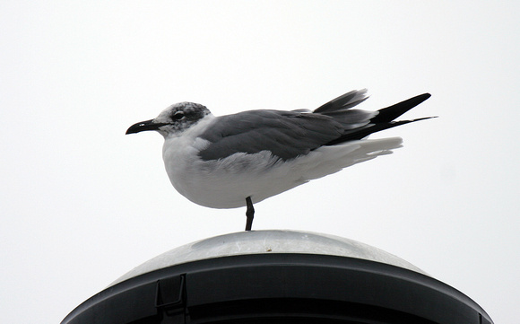 Laughing Gull - Reading