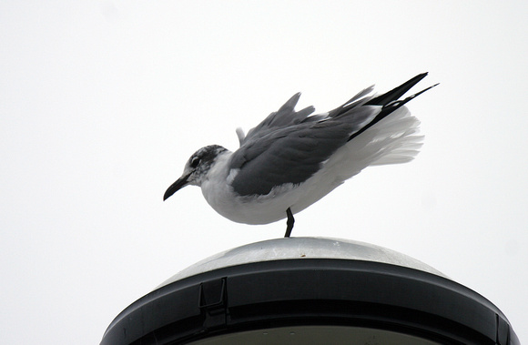 Laughing Gull (2) - Reading