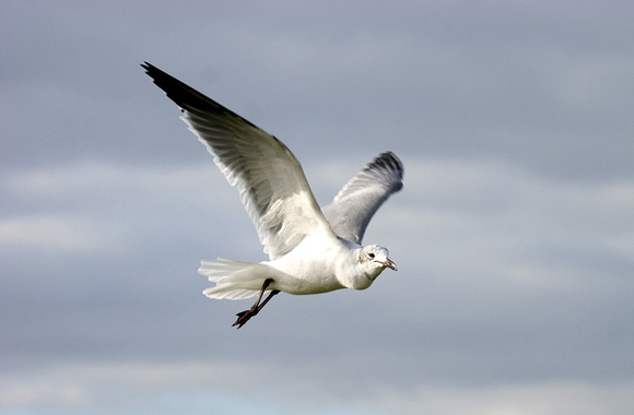Laughing Gull flight - Ardrossan
