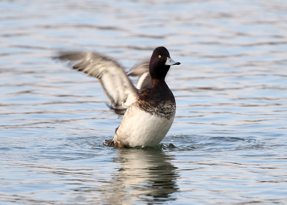 Lesser Scaup (2) - Draycote Water