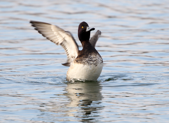 Lesser Scaup (3) - Draycote Water