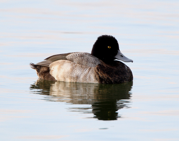 Lesser Scaup (5 - large) - Draycote Water