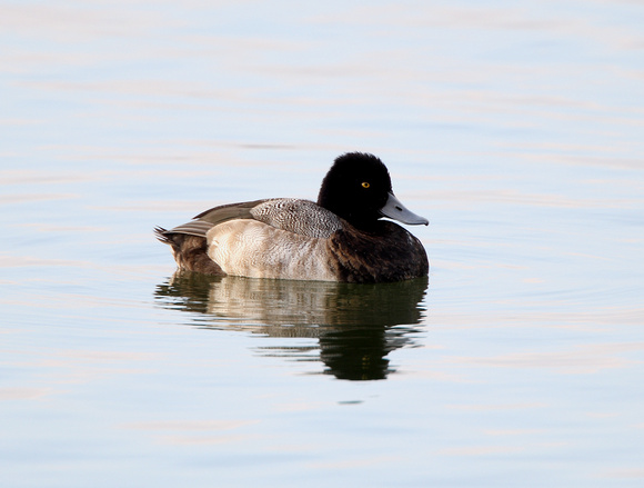 Lesser Scaup (5) - Draycote Water