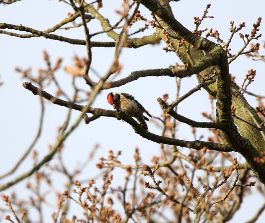 Lesser Spotted Woodpecker - Holkham