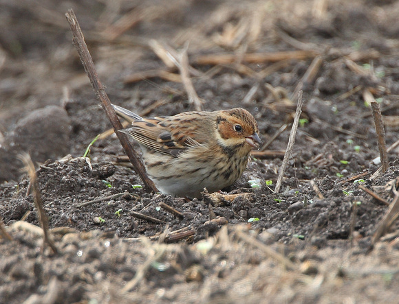 Little Bunting - Allotments St Marys