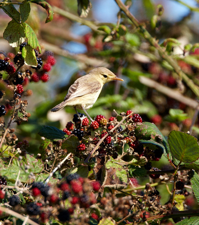 Melodious Warbler (2) - Portland2O6Y2290
