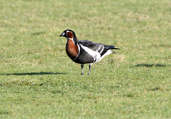 Red-breasted Goose (3) - West Wittering