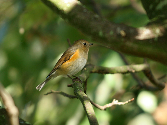 Red-flanked Bluetail - Thorpeness