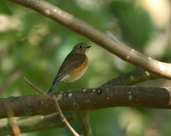 Red-flanked Bluetail (2) - Thorpeness