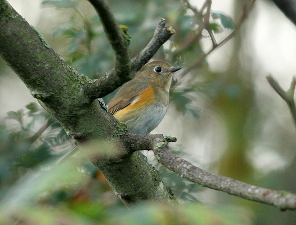 Red-flanked Bluetail (3) - Thorpeness
