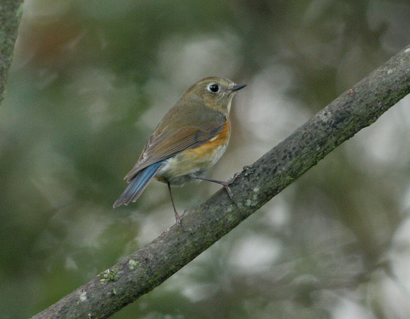 Red-flanked Bluetail (4) - Thorpeness