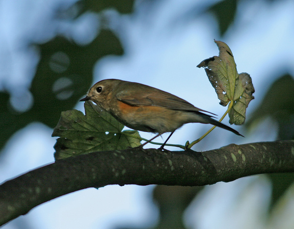 Red-flanked Bluetail (5) - Thorpeness